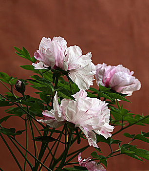 xs thu 6