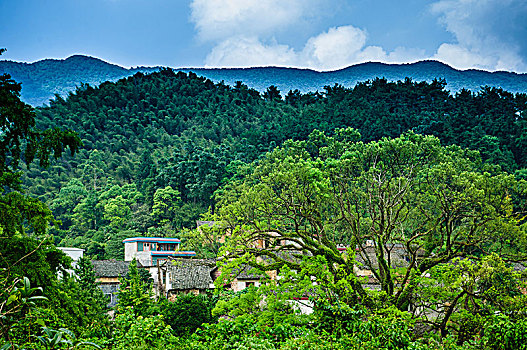 xsmb rong bach kim
